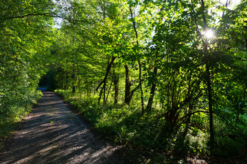 Obraz premium Beautiful autumn Nature in the sandstone Landscape from the central Bohemia, Dolni Zimor, Czech Republic 