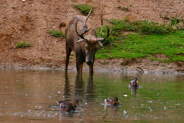Davidhirsch beobachtet Enten
