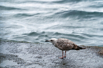 seagull on the shore