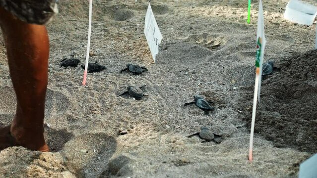 Small turtles, just born, run in the sand on a turtle farm.
