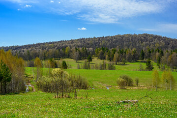 Fototapeta premium South Ural forest with a unique landscape, vegetation and diversity of nature.