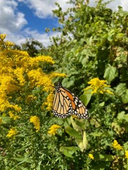 monarch butterfly on a goldenrod flower