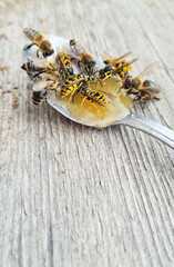 Bees and wasps feeding honey on a spoon. Autumn feeding of bees and wasps. 