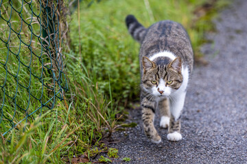 Obraz premium graue Tigerkatze 