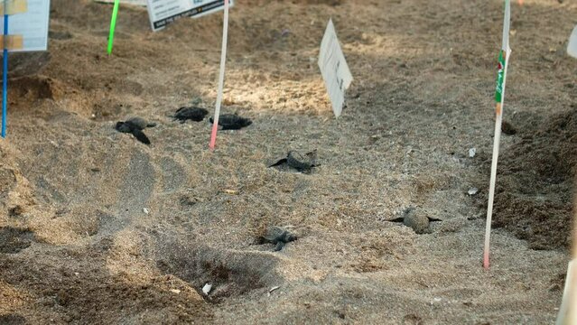 Small turtles, just born, run in the sand on a turtle farm.