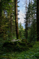 Switzerland Hike in the forest with view of lake