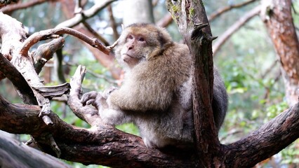 Barbary macaque on a branch zoomed in