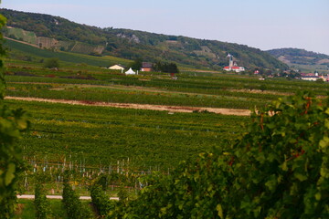 Weingärten mit Blick auf Gumpoldskirchen