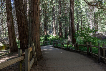 Fototapeta premium Weg im Sequoia National Park in kalifornien