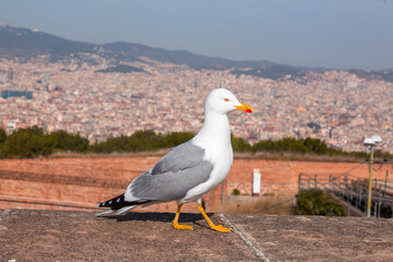 Seagull standing resting at the Montjuic Castle in Barcelona, Spain