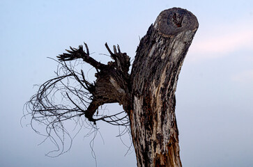 Old wood trees, Dead wood alone and sky,