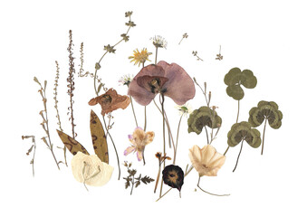 Colorido ramo decorativo de amapolas, tr&eacute;boles, plantas y flores secas sobre fondo blanco. Herbario.