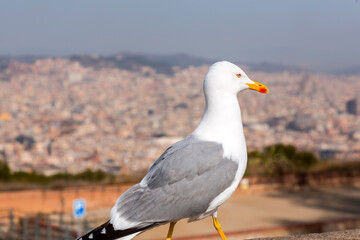 Seagull standing resting at the Montjuic Castle in Barcelona, Spain