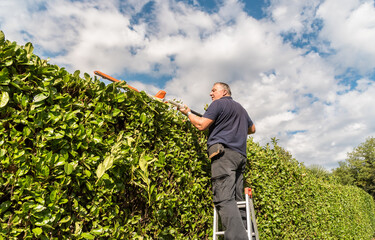 Mature man cuting hedge with an electric hedge trimmer in the garden.