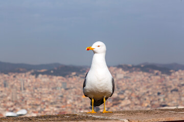 Seagull standing resting at the Montjuic Castle in Barcelona, Spain