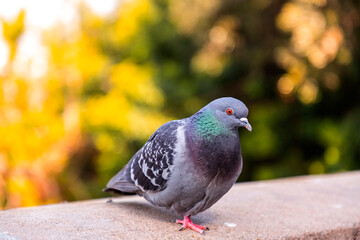 Pigeon standing resting at the Montjuic Castle in Barcelona, Spain
