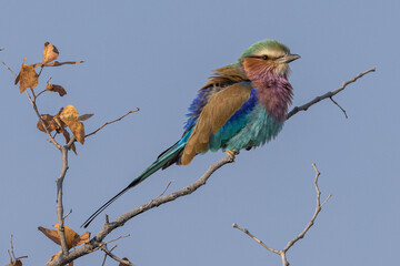 Gabelracke.Coracias caudatus.Linnaeus, 1766