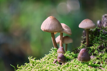 common bonnet mushroom with bokeh effect