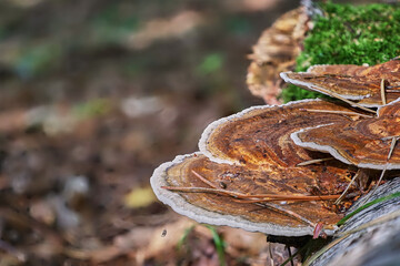 artist´s bracket, ganoderma applanatum, mushroom in forest