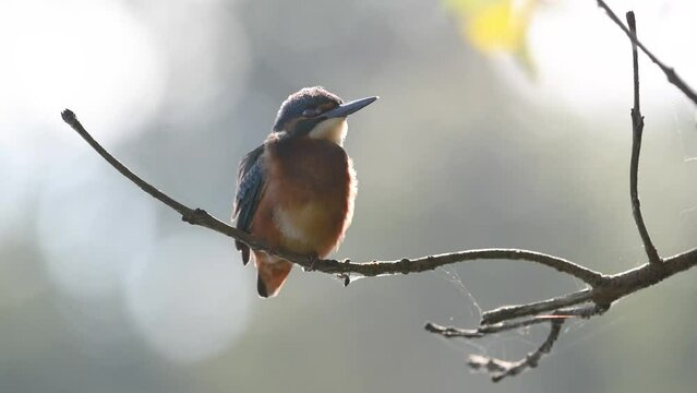Kingfisher (Alcedo atthis) fishing, perched on a branch.