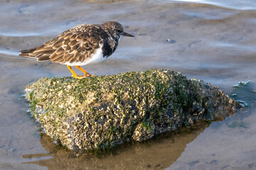 bird on the beach