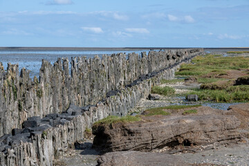 old wooden piles in the north sea at ebb tide