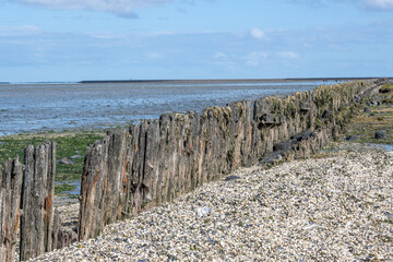 old wooden piles in the north sea at ebb tide