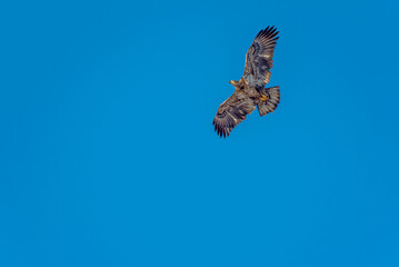 Juvenile Bald Eagle Flying In A Blue Sky