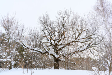 Frozen big tree on winter snowy field.