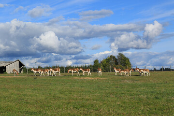 Obraz premium herd of wild white with brown kiangs at the meadow
