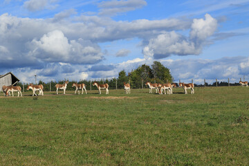 herd of wild white with brown kiangs at the meadow