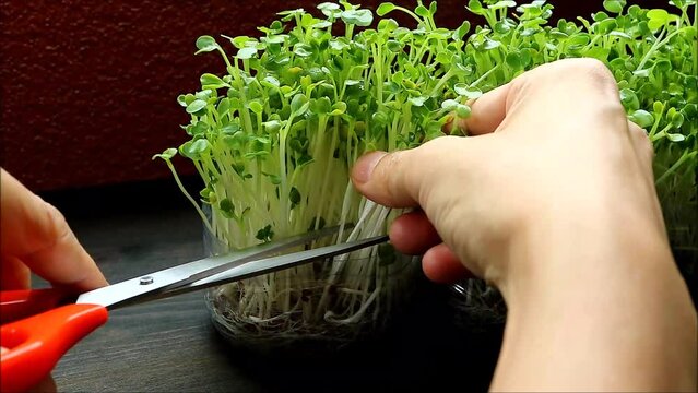 Footage of Harvesting Hydroponic Daikon Microgreens Grown as Edible Houseplants