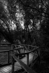 bridge in the woods