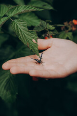 moth on a child's palm, the concept of protecting nature 