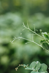 Obraz premium shoots of young green peas, your own garden, harvest, healthy food