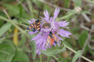 six spot burnet moths on purple wildflower
