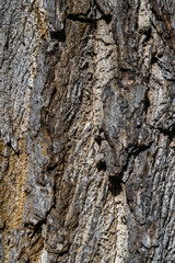 Bark of Eastern Black Walnut (Juglans nigra)