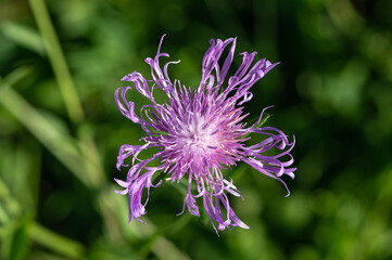 Centaurea jacea - Brown knapweed - Centaurée jacée - Tête de moineau