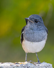 A Oriental Magpie juvenile looking into camera