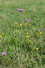 Centaurea jacea - Brown knapweed - Centaurée jacée - Tête de moineau