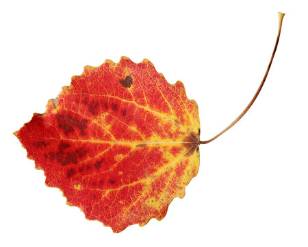 Red aspen leaf.  Autumn foliage. Herbarium.