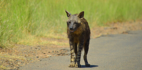 Fototapeta premium Portrait of an old lone Brown Hyena (Hyaena brunnea) in Kruger during a safari