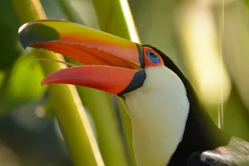 Cercles muraux Toucan toucan in the jungle