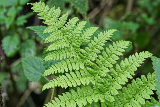 a big green leaf on a stalk of a wild fern plant in the forest