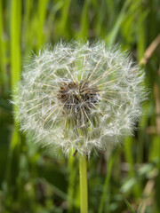 Dandelion, Inglewood Bird Sanctuary, Calgary, Canada