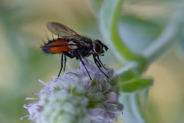 Fly (Eriothrix rufomaculata) on a mint flower