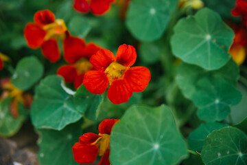 Obraz premium Nasturtium, South American trailing plant with round leaves and bright red ornamental edible flowers. Close up with selective focus.