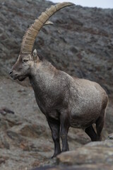 Wild ibex in the Alpine landscape, Stelvio National Park Italy.