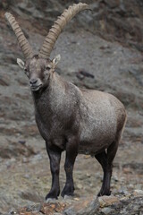 Portrait of wild alpine ibex in the mountains, Stelvio National Park, Italy.

