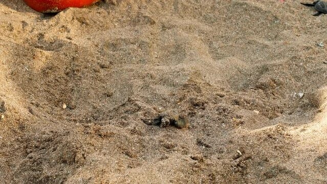 Small turtles in nature just born, run in the sand by the seashore